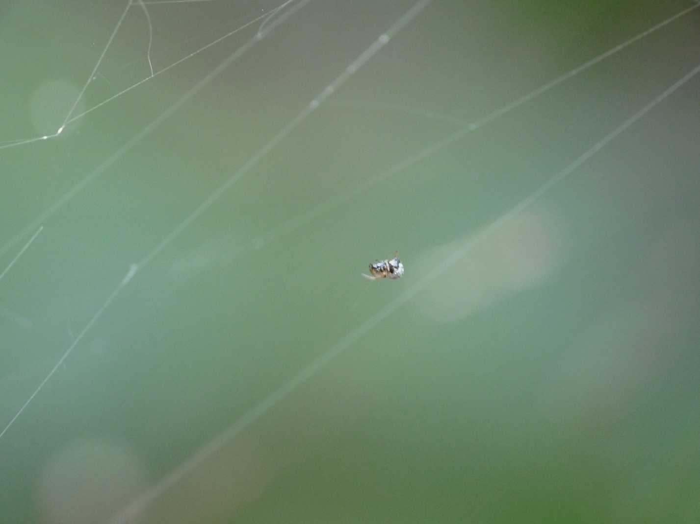 Gli astuti Argyrodes